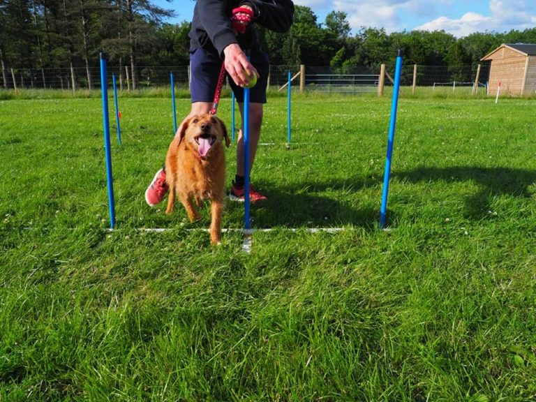 Dog Agility For Fun - Beginners To Experienced - Angelwood Lodge